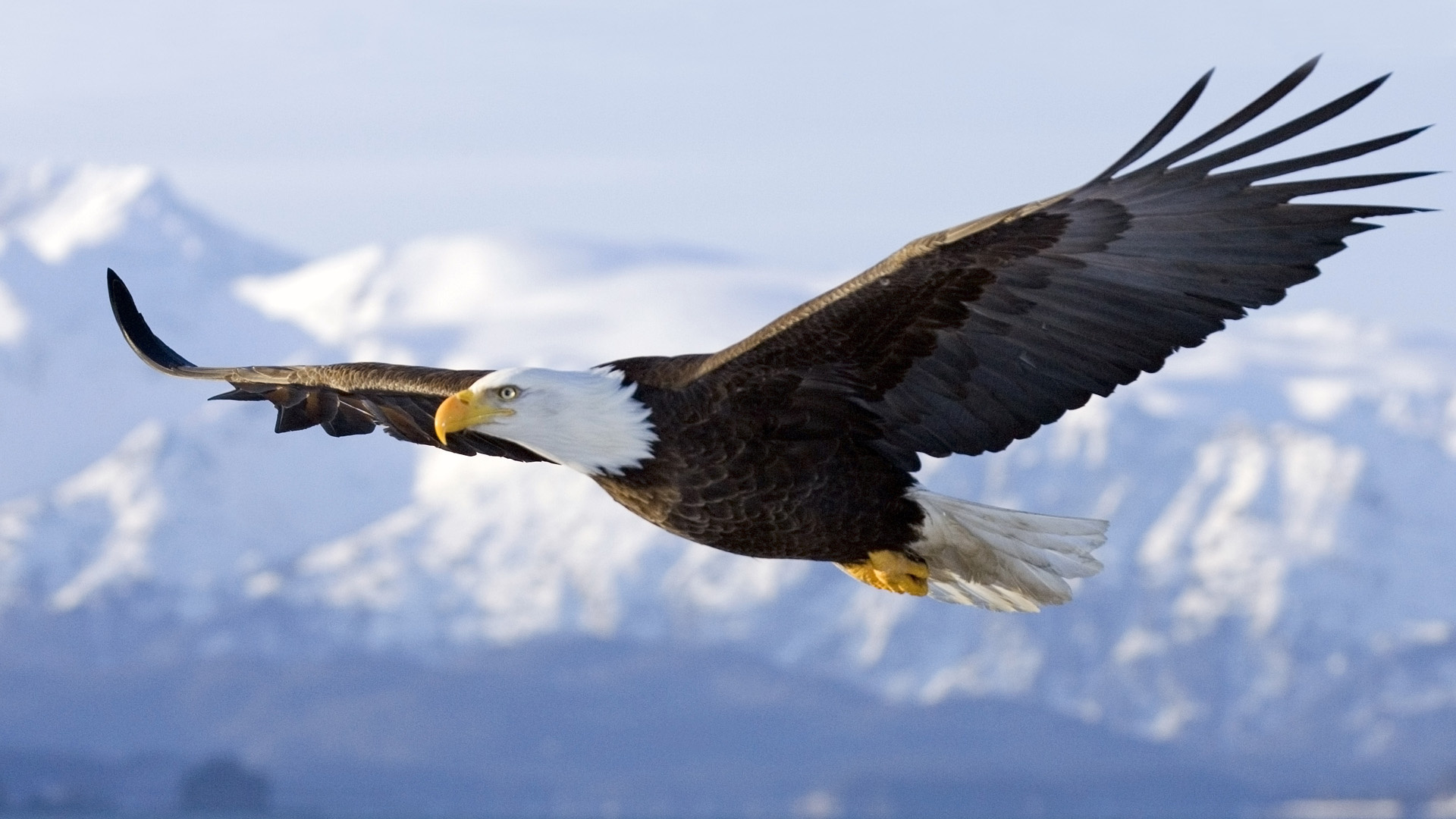 Homer, Alaska, United States --- Bald Eagle in mid-air flight over Homer Spit Kenai Peninsula Alaska Winter --- Image by © AlaskaStock/Corbis