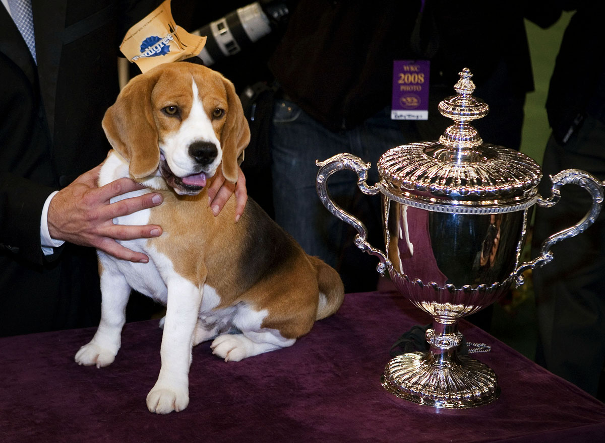 Uno, a 15 inch Beagle, is sat next to a trophy at the 132nd Westminster Kennel Club dog show in New York, U.S., on Tuesday, Feb. 12, 2008. Uno was named best in show at the Westminster Kennel Club contest in New York, the first time the breed took the top prize since the event was founded in 1877. Photographer: Michael Gross/Bloomberg News