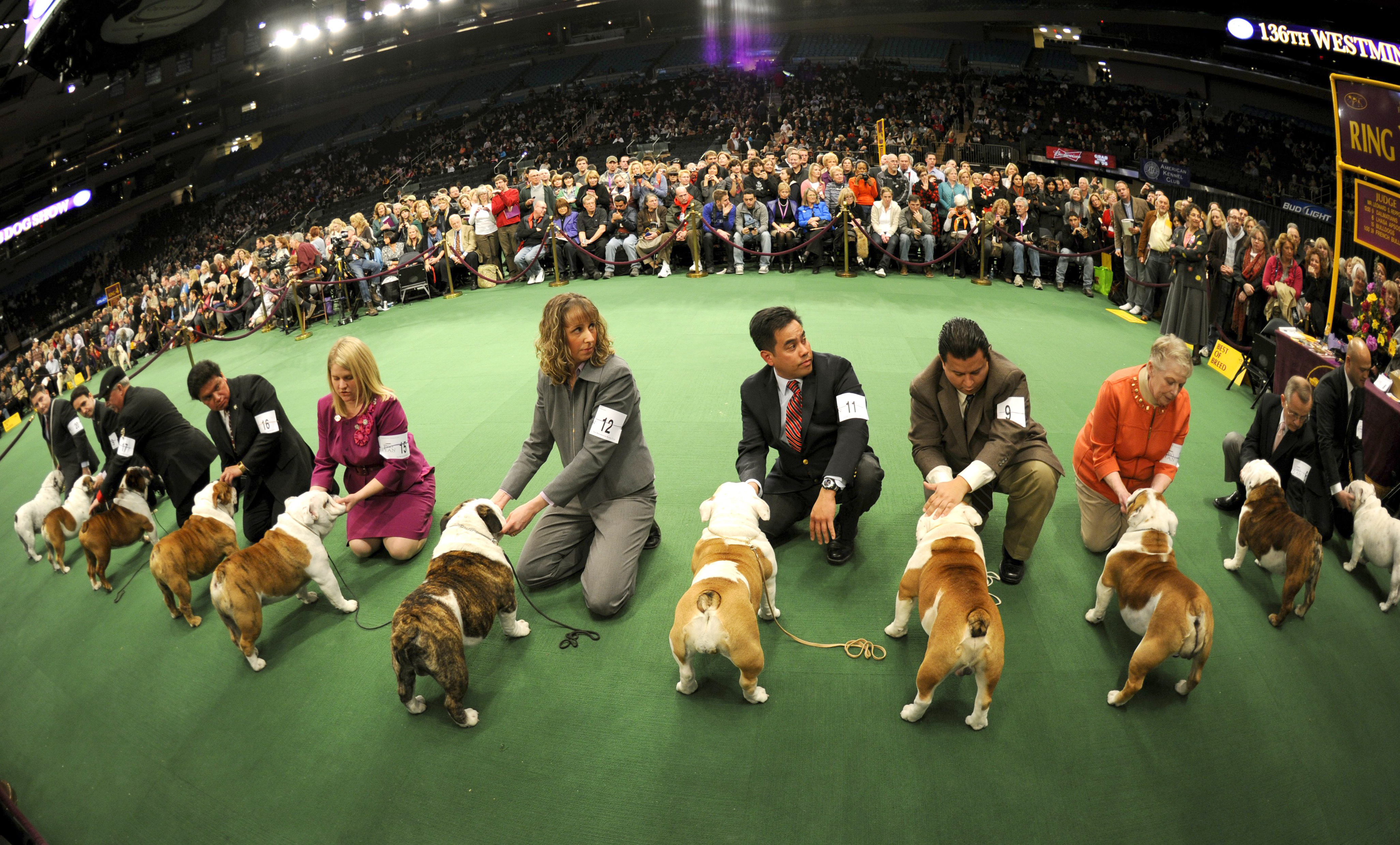 Bulldogs in the competiton ring during the 136th Westminster Kennel Club Annual Dog Show held at Madison Square Garden. The English bulldog, with its squat, face, enormous under bite and bulging eyes -- has surged in popularity in recent years. But the very traits that make them lovable are causing the dogs to suffer chronic health problems. The British Kennel Club has revised its standards for the breed. But American enthusiasts, at least for now, have no such plans. February 13, 2012. AFP PHOTO / TIMOTHY A. CLARY (Photo credit should read TIMOTHY A. CLARY/AFP/Getty Images)