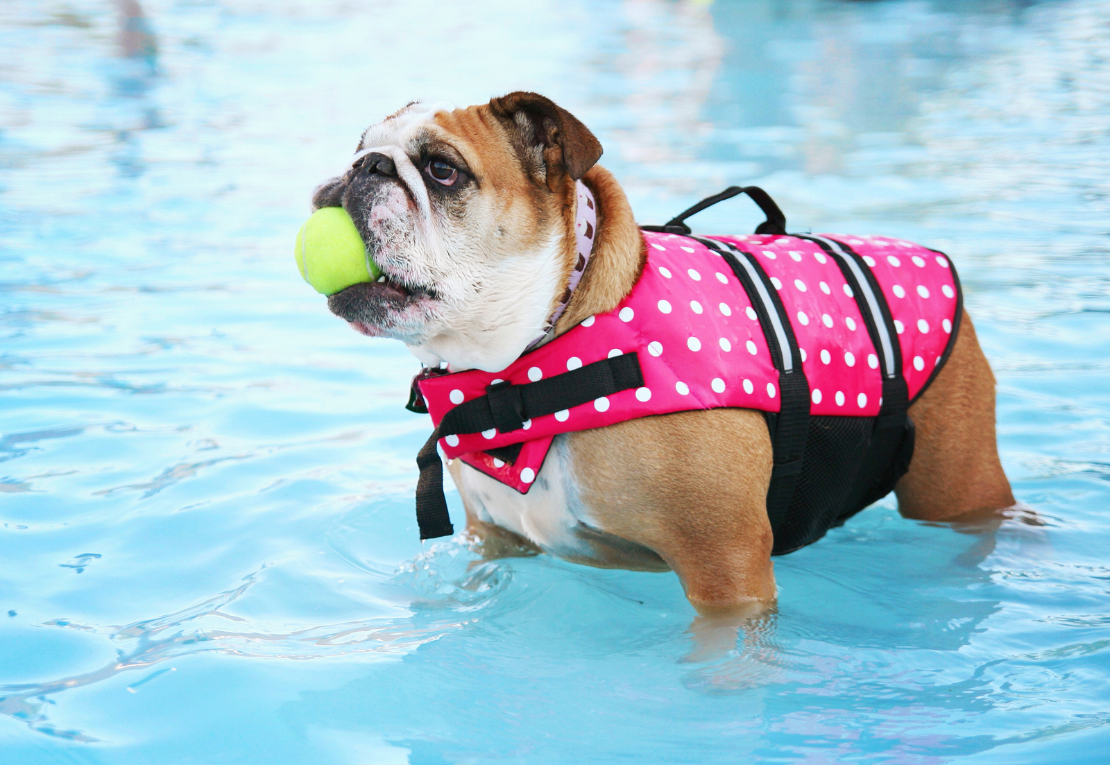 a dog having fun at a local public pool